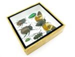 Echte exotische Insekten - Einzelstück - im 3D S-Schaukasten - Wandbild A-S-27 – Bild 8