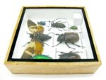 Echte exotische Insekten - Einzelstück - im 3D S-Schaukasten - Wandbild A-S-27 – Bild 10