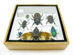 Echte exotische Insekten - Einzelstück - im 3D S-Schaukasten - Wandbild A-S-27 – Bild 11