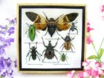 Echte exotische Insekten - Einzelstück - im 3D S-Schaukasten - Wandbild A-S-28