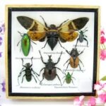 Echte exotische Insekten - Einzelstück - im 3D S-Schaukasten - Wandbild A-S-28