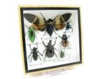 Echte exotische Insekten - Einzelstück - im 3D S-Schaukasten - Wandbild A-S-28 – Bild 3