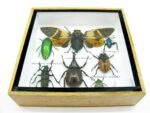 Echte exotische Insekten - Einzelstück - im 3D S-Schaukasten - Wandbild A-S-28 – Bild 6