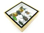 Echte exotische Insekten - Einzelstück - im 3D S-Schaukasten - Wandbild A-S-28 – Bild 7