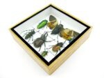 Echte exotische Insekten - Einzelstück - im 3D S-Schaukasten - Wandbild A-S-28 – Bild 8