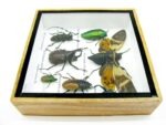 Echte exotische Insekten - Einzelstück - im 3D S-Schaukasten - Wandbild A-S-28 – Bild 9