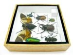 Echte exotische Insekten - Einzelstück - im 3D S-Schaukasten - Wandbild A-S-28 – Bild 10