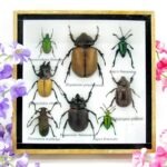 Echte exotische Insekten - Einzelstück - im 3D S-Schaukasten - Wandbild A-S-29