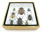 Echte exotische Insekten - Einzelstück - im 3D S-Schaukasten - Wandbild A-S-29 – Bild 6