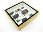 Echte exotische Insekten - Einzelstück - im 3D S-Schaukasten - Wandbild A-S-29 – Bild 8