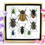 Echte exotische Insekten - Einzelstück - im 3D S-Schaukasten - Wandbild A-S-30