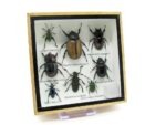 Echte exotische Insekten - Einzelstück - im 3D S-Schaukasten - Wandbild A-S-30 – Bild 3