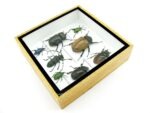 Echte exotische Insekten - Einzelstück - im 3D S-Schaukasten - Wandbild A-S-30 – Bild 8