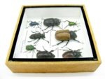Echte exotische Insekten - Einzelstück - im 3D S-Schaukasten - Wandbild A-S-30 – Bild 9