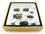 Echte exotische Insekten - Einzelstück - im 3D S-Schaukasten - Wandbild A-S-30 – Bild 10