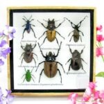 Echte exotische Insekten - Einzelstück - im 3D S-Schaukasten - Wandbild A-S-31