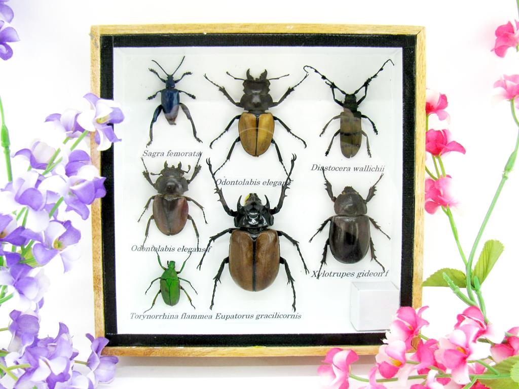 Wunderschöne, tropische und natürlich echte Insekten aus nachhaltiger Zucht im kleinen Schaukasten a-insekten-S-31-a