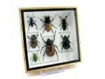 Echte exotische Insekten - Einzelstück - im 3D S-Schaukasten - Wandbild A-S-31 – Bild 3