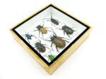 Echte exotische Insekten - Einzelstück - im 3D S-Schaukasten - Wandbild A-S-31 – Bild 7