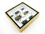 Echte exotische Insekten - Einzelstück - im 3D S-Schaukasten - Wandbild A-S-31 – Bild 8