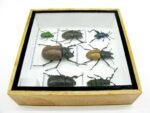 Echte exotische Insekten - Einzelstück - im 3D S-Schaukasten - Wandbild A-S-31 – Bild 9
