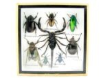 Echte exotische Insekten - Einzelstück - im 3D S-Schaukasten - Wandbild A-S-32 – Bild 2