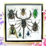 Echte exotische Insekten - Einzelstück - im 3D S-Schaukasten - Wandbild A-S-32