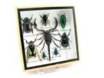 Echte exotische Insekten - Einzelstück - im 3D S-Schaukasten - Wandbild A-S-32 – Bild 3
