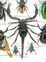 Echte exotische Insekten - Einzelstück - im 3D S-Schaukasten - Wandbild A-S-32 – Bild 5