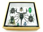 Echte exotische Insekten - Einzelstück - im 3D S-Schaukasten - Wandbild A-S-32 – Bild 6
