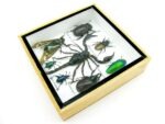 Echte exotische Insekten - Einzelstück - im 3D S-Schaukasten - Wandbild A-S-32 – Bild 8