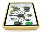 Echte exotische Insekten - Einzelstück - im 3D S-Schaukasten - Wandbild A-S-32 – Bild 9