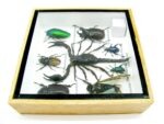 Echte exotische Insekten - Einzelstück - im 3D S-Schaukasten - Wandbild A-S-32 – Bild 10
