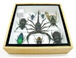 Echte exotische Insekten - Einzelstück - im 3D S-Schaukasten - Wandbild A-S-32 – Bild 11