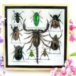 Echte exotische Insekten - Einzelstück - im 3D S-Schaukasten - Wandbild A-S-33