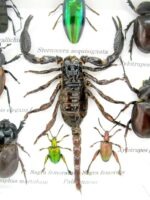 Echte exotische Insekten - Einzelstück - im 3D S-Schaukasten - Wandbild A-S-33 – Bild 5