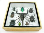 Echte exotische Insekten - Einzelstück - im 3D S-Schaukasten - Wandbild A-S-33 – Bild 6