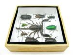 Echte exotische Insekten - Einzelstück - im 3D S-Schaukasten - Wandbild A-S-33 – Bild 9