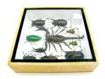 Echte exotische Insekten - Einzelstück - im 3D S-Schaukasten - Wandbild A-S-33 – Bild 10