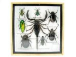 Echte exotische Insekten - Einzelstück - im 3D S-Schaukasten - Wandbild A-S-34 – Bild 2