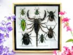 Echte exotische Insekten - Einzelstück - im 3D S-Schaukasten - Wandbild A-S-34