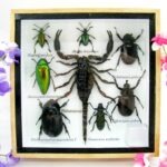 Echte exotische Insekten - Einzelstück - im 3D S-Schaukasten - Wandbild A-S-34
