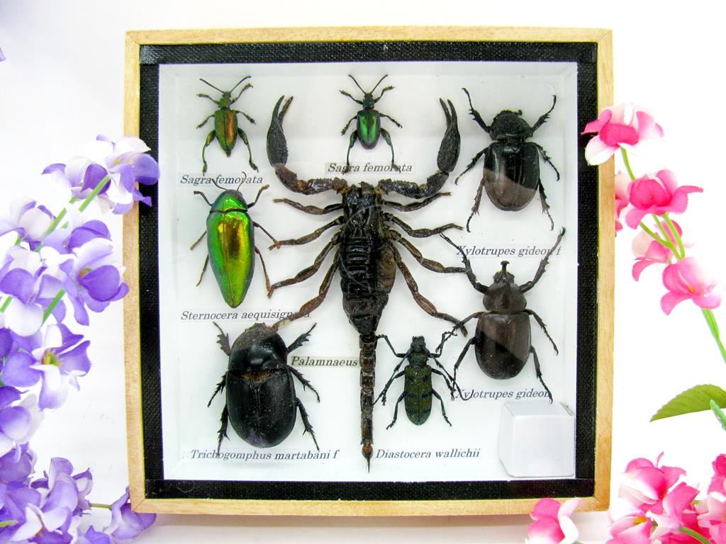 Wunderschöne, tropische und natürlich echte Insekten aus nachhaltiger Zucht im kleinen Schaukasten a-insekten-S-34-a