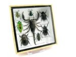 Echte exotische Insekten - Einzelstück - im 3D S-Schaukasten - Wandbild A-S-34 – Bild 3