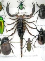 Echte exotische Insekten - Einzelstück - im 3D S-Schaukasten - Wandbild A-S-34 – Bild 5