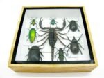 Echte exotische Insekten - Einzelstück - im 3D S-Schaukasten - Wandbild A-S-34 – Bild 6
