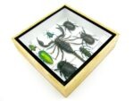 Echte exotische Insekten - Einzelstück - im 3D S-Schaukasten - Wandbild A-S-34 – Bild 7