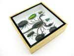 Echte exotische Insekten - Einzelstück - im 3D S-Schaukasten - Wandbild A-S-34 – Bild 8