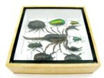 Echte exotische Insekten - Einzelstück - im 3D S-Schaukasten - Wandbild A-S-34 – Bild 9
