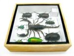 Echte exotische Insekten - Einzelstück - im 3D S-Schaukasten - Wandbild A-S-34 – Bild 10